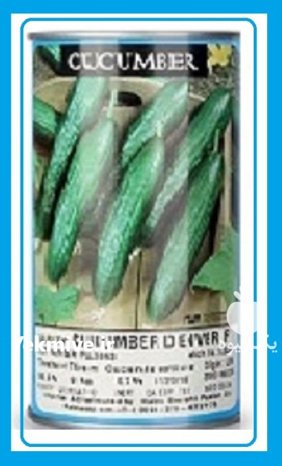 عرضه بذر خیار دنور اف یک در گروه خرید و فروش بذر خیار در یکمیوه -عکس1