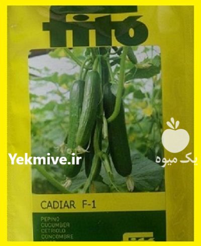 فروش بذر خیار کادیرا در پردیس در گروه خرید و فروش بذر خیار در یکمیوه -عکس1
