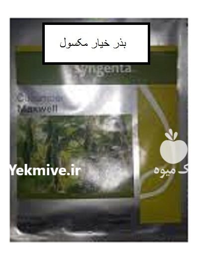 فروش بذر خیار مکسول در گروه خرید و فروش بذر خیار در یکمیوه -عکس1