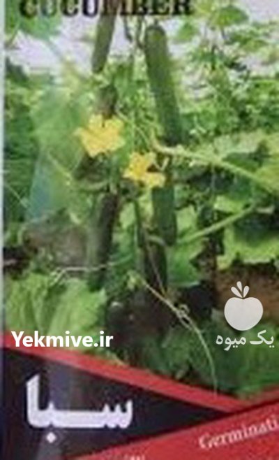 فروش بذر خیار سبا اف یک در گروه خرید و فروش بذر خیار در یکمیوه -عکس1