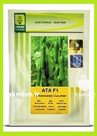 فروش بذر خیار گلخانه ای آ در بیرجند در گروه خرید و فروش بذر خیار در یکمیوه -عکس1