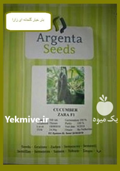 فروش بذر خیار گلخانه ای زارا در بندردیر در گروه خرید و فروش بذر خیار در یکمیوه -عکس1