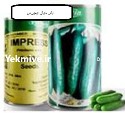 عرضه بذر خیار ایمپرس در گروه خرید و فروش بذر خیار در یکمیوه -عکس1