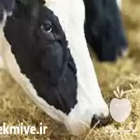 قیمت خرید انواع اسید آمینه در تهران در گروه دارو و داروخانه در یکمیوه