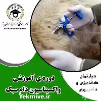 دوره تخصصی سونوگرافی دام در گروه دارو و داروخانه در یکمیوه