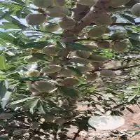 قیمت خرید نهال بادام از ارقام در گروه خرید و فروش نهال بادام در یکمیوه