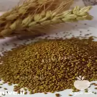 تامین و فروش بذر یونجه در کرمانشاه در گروه خرید و فروش بذر یونجه در یکمیوه