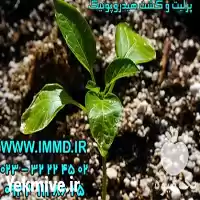 فروش پرلیت کشت هیدروپونیک در ساری در گروه خرید و فروش انواع کود کشاورزی در یکمیوه