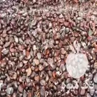 فروش بذر طبیعت سبز در گروه خرید و فروش انواع بذر در یکمیوه