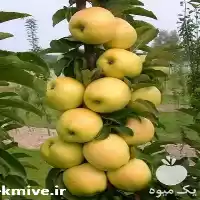 فروش نهال سیب در ارومیه در گروه خرید و فروش نهال میوه در یکمیوه