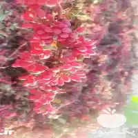 فروش ارزانترین قیمت زرشک درجه یک در بیرجند در گروه خرید و فروش زرشک در یکمیوه