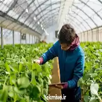 دوره آموزش گلخانه داری در اصفهان در گروه دوره آموزش کشاورزی در یکمیوه