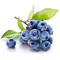 قیمت خرید عمده نهال بلوبری در گروه خرید و فروش نشا در یکمیوه