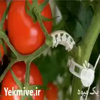 فروش گیره نگهدارنده بوته در تهران در گروه خرید و فروش تجهیزات گلخانه در یکمیوه