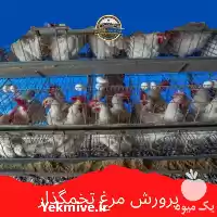 فروش مرغ تخمگذار در اصفهان در گروه مرغ و خروس و بوقلمون و اردک قو قاز در یکمیوه