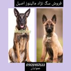 فروش مالینوز 50 روزه تا بالغ در گروه سگ و گربه در یکمیوه