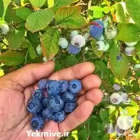 قیمت خرید نهال بلوبری در شیراز در گروه خرید و فروش نهال بلوبری در یکمیوه