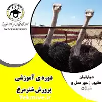 پکیج آموزشی پرورش شترمرغ در گروه دوره آموزش کشاورزی در یکمیوه