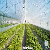 آموزش مدیریت گلخانه در گروه دوره آموزش کشاورزی در یکمیوه