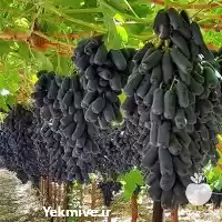 قیمت خرید نهال انگور پیوندی بلک در شیراز در گروه خرید و فروش نهال انگور در یکمیوه