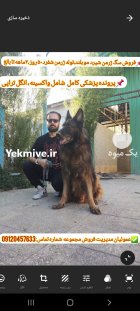 سگ و گربه در گروه سگ و گربه در یکمیوه