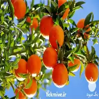 قیمت خرید نهال پرتقال در ارومیه در گروه خرید و فروش نهال پرتقال در یکمیوه