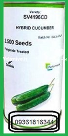 عرضه بذر خیار 4196 SV در اقبالیه در گروه خرید و فروش بذر خیار در یکمیوه
