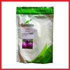 فروش بذر پیاز قرمز 7030 سمینیس در کرمان  در گروه خرید و فروش بذر پیاز در یکمیوه