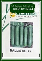 عرضه بذر خیار گلخانه ای بالستیک در اوز در گروه خرید و فروش بذر خیار در یکمیوه