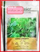 عرضه بذر خیار سوپرگیرداپ در آبدان در گروه خرید و فروش بذر خیار در یکمیوه