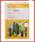 بذر خیار خاردار گلخانه ای سلینوس در اهواز در گروه خرید و فروش بذر خیار در یکمیوه