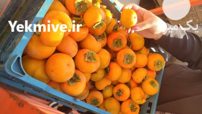 خرمالو شهریار سایز صادراتی در گروه خرید و فروش خرمالو در یکمیوه -عکس4