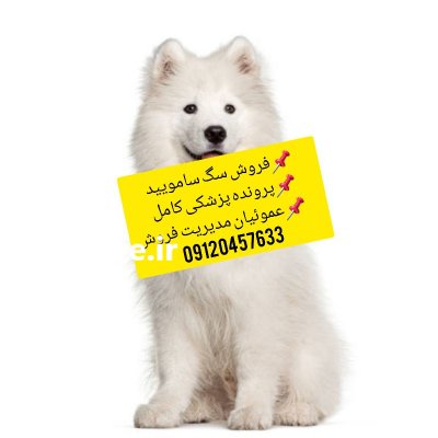 حیوانات خانگی در گروه حیوانات خانگی در یکمیوه -عکس1