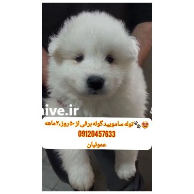 حیوانات خانگی در گروه حیوانات خانگی در یکمیوه -عکس2