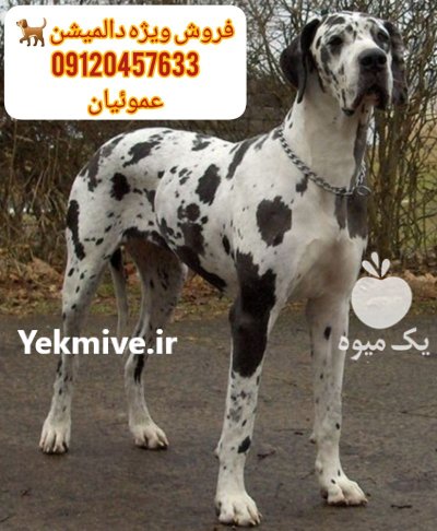 فروش  توله سگ دالمیشن از روز در کرج در گروه سگ و گربه در یکمیوه -عکس1