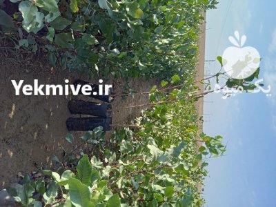 نهالستان پسته نوغانی در گروه خرید و فروش نهالستان در یکمیوه -عکس1