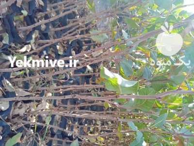 نهالستان پسته نوغانی در گروه خرید و فروش نهالستان در یکمیوه -عکس3