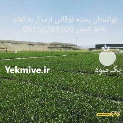 نهالستان پسته نوغانی در گروه محصولات ترشی در یکمیوه -عکس3