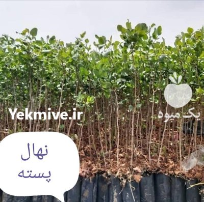 نهالستان پسته نوغانی در گروه محصولات ترشی در یکمیوه -عکس4