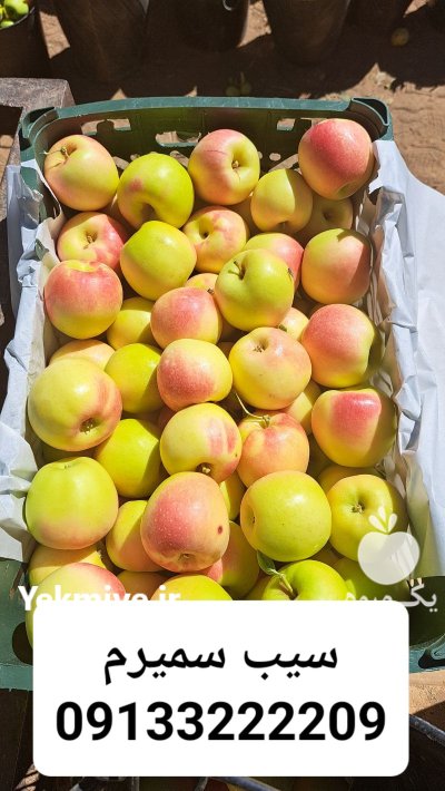 سیب زرد سمیرم در اصفهان در گروه خرید و فروش سیب در یکمیوه -عکس1