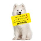 حیوانات خانگی در گروه حیوانات خانگی در یکمیوه