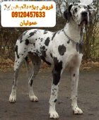 فروش  توله سگ دالمیشن از روز در کرج در گروه سگ و گربه در یکمیوه