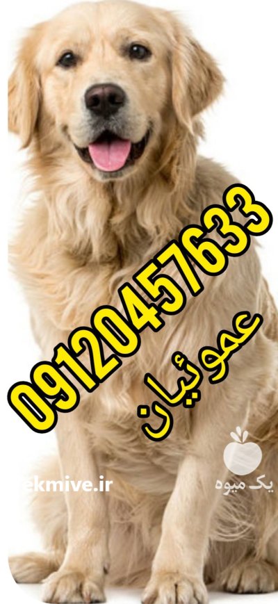فروش توله سگ گلدن  رتریور  در کرج در گروه سگ و گربه در یکمیوه -عکس1
