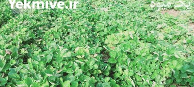 فروش نهال توت فرنگی کاماروس در گروه خرید و فروش نهال توت در یکمیوه -عکس1