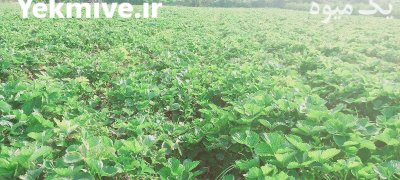 فروش نهال توت فرنگی کاماروس در گروه خرید و فروش نهال توت در یکمیوه -عکس2