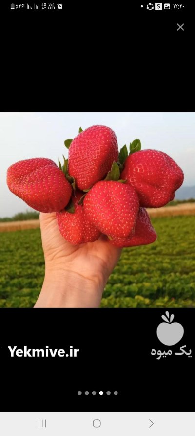 فروش نهال توت فرنگی کاماروس در گروه خرید و فروش نهال توت در یکمیوه -عکس4