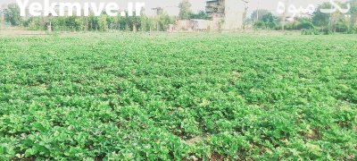 فروش نهال توت فرنگی کاماروس در گروه خرید و فروش نهال توت در یکمیوه -عکس3