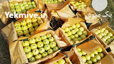 فروشنده سیب زیر درختی در ارومیه در گروه خرید و فروش سیب در یکمیوه -عکس2