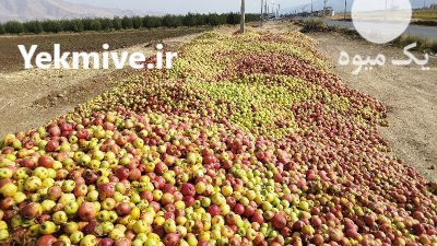 فروشنده سیب زیر درختی در ارومیه در گروه خرید و فروش سیب در یکمیوه -عکس3