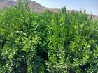 انواع نهال مرکبات در گروه خرید و فروش نهال مرکبات در یکمیوه